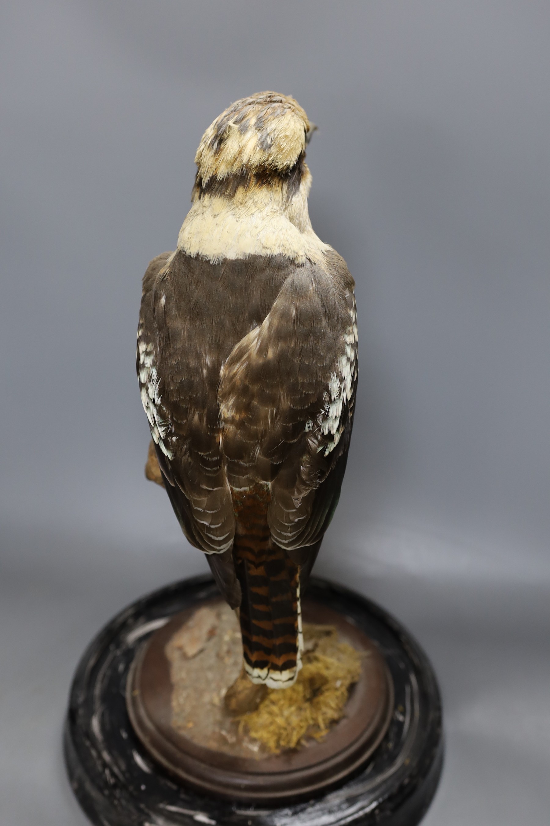 Taxidermy - a Laughing Kookaburra on a perch, under a glass dome, 53.5 cm high